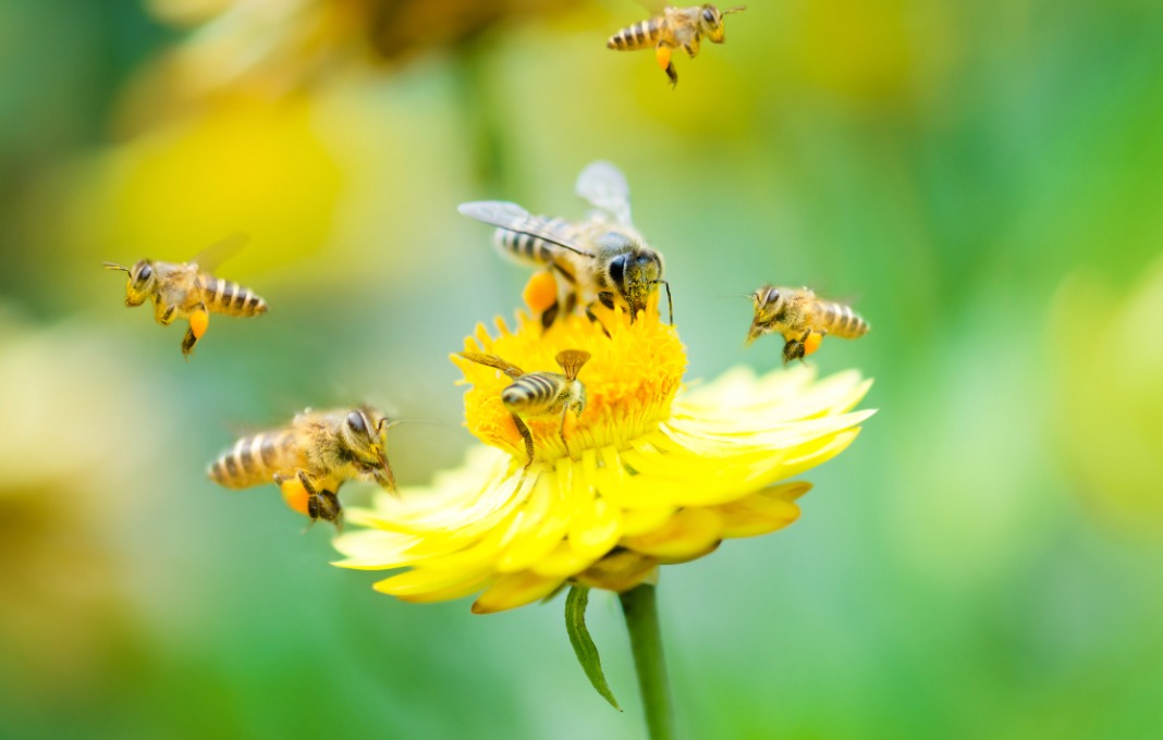 Group of bees on a flower